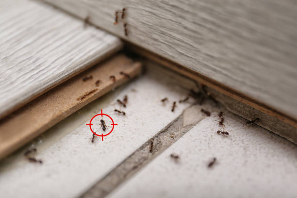 Best Insect Control  in Carrollton, MO