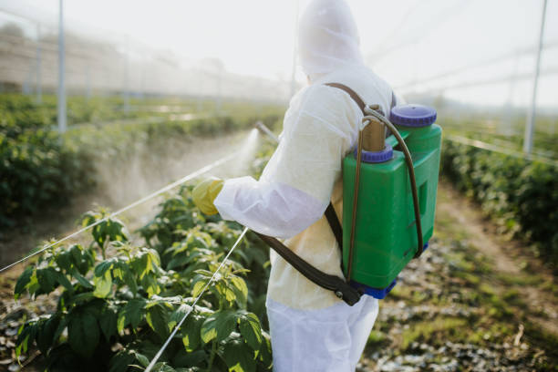Wasp Removal Services in Carrollton, MO